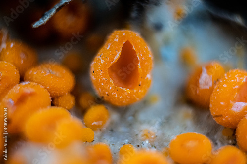 Byssonectria fusispora is a species of apothecial fungus belonging to the family Pyronemataceae. 