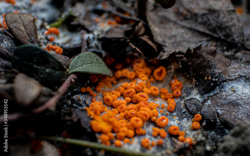 Byssonectria fusispora is a species of apothecial fungus belonging to the family Pyronemataceae. 