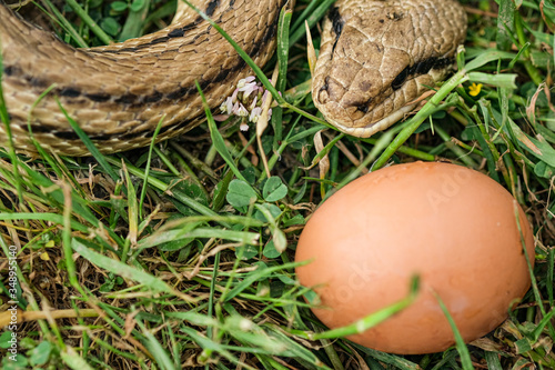 Snake egg eater species,predator reptile eye,skin details,cervone serpent photo