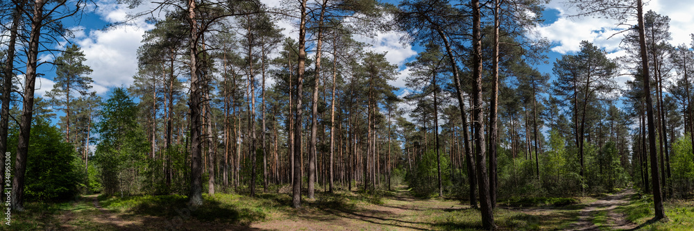 Fototapeta premium Waldpanorama im Kreis Celle