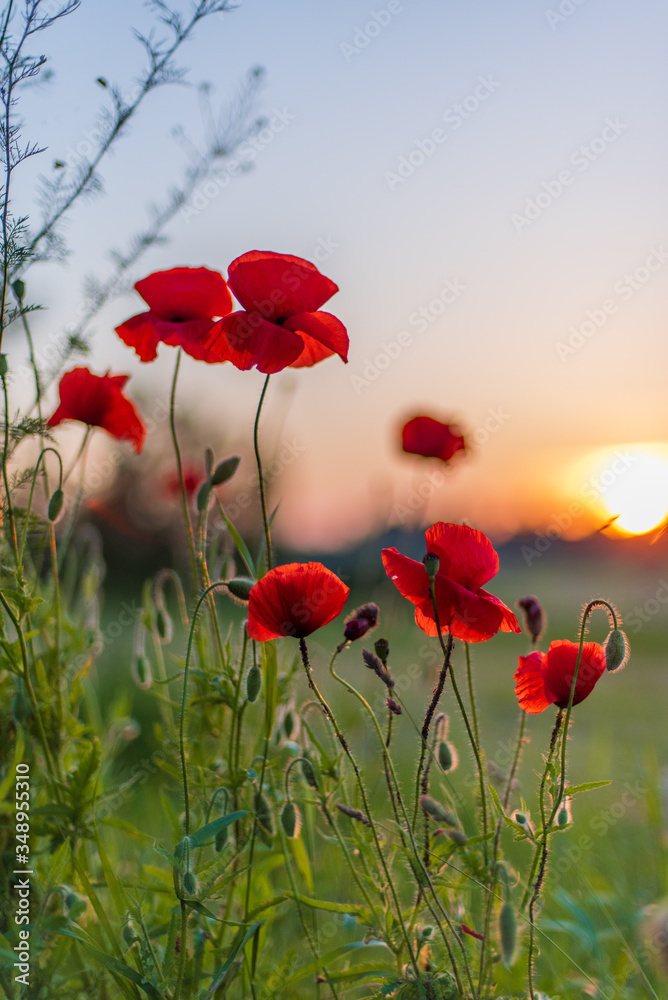 Obraz premium Czerwone kwiaty maku na piękny zachód słońca, widok wiejski lato