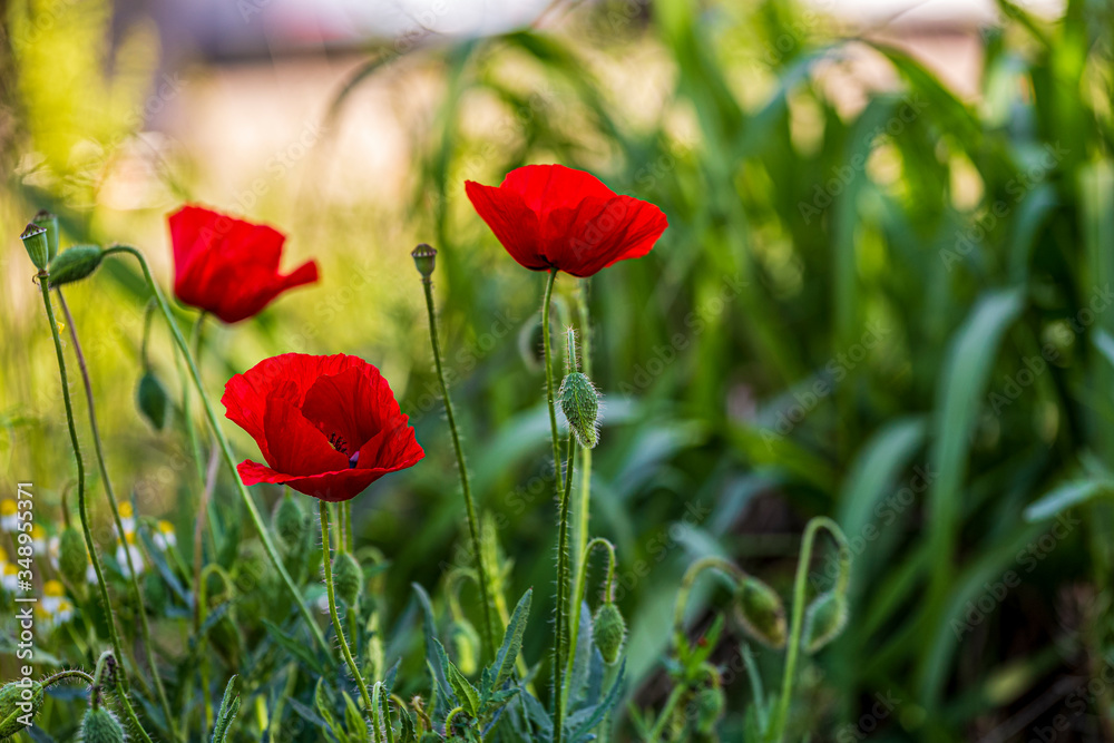 Naklejka premium Red poppies