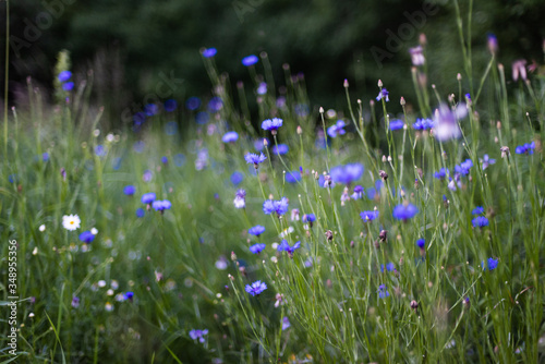 Blue cornflowers in meadow or field, rural evening view