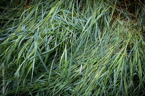 Photography Rain droplets on fresh spring grass