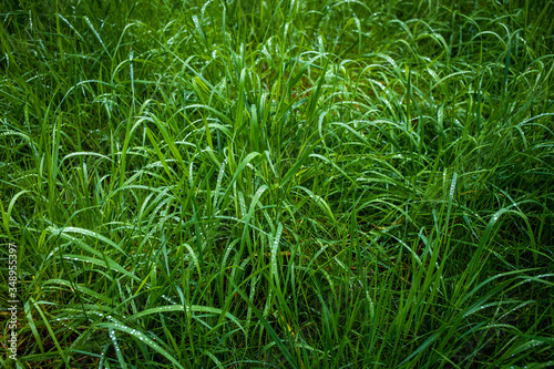 Canvas Print Rain droplets on fresh spring grass