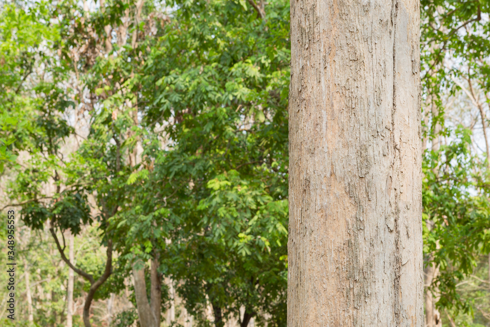 Fototapeta premium Teak Tree in Thailand precious hardwoods one of the last major areas of tropical forest in Asia