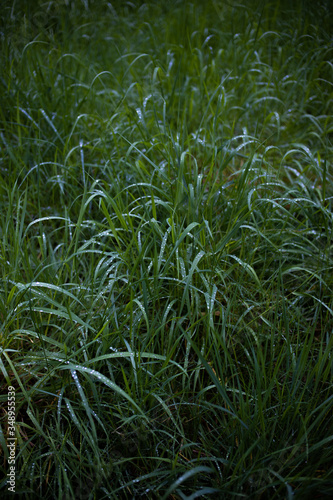 Rain droplets on fresh spring grass