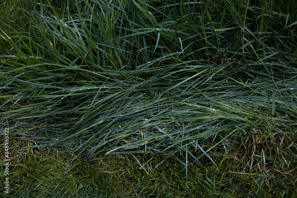 Rain droplets on fresh spring grass Rain droplets on fresh spring grass
