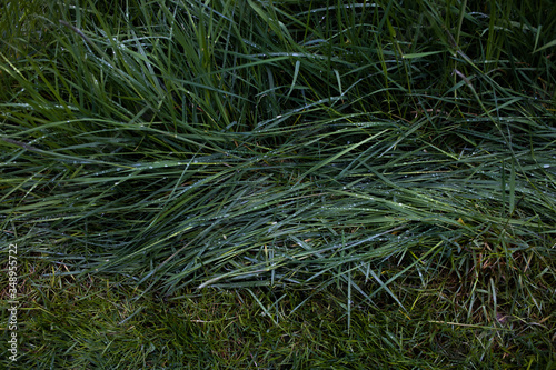 Photos Rain droplets on fresh spring grass