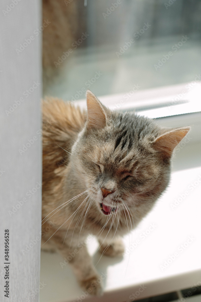 Funny cat yawning sitting on the windowill