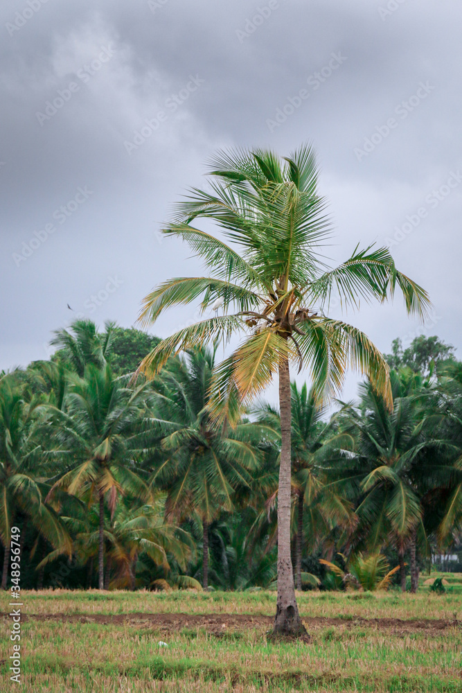 Green Isolated in a field with lonely coconut tree with dark clouds background.