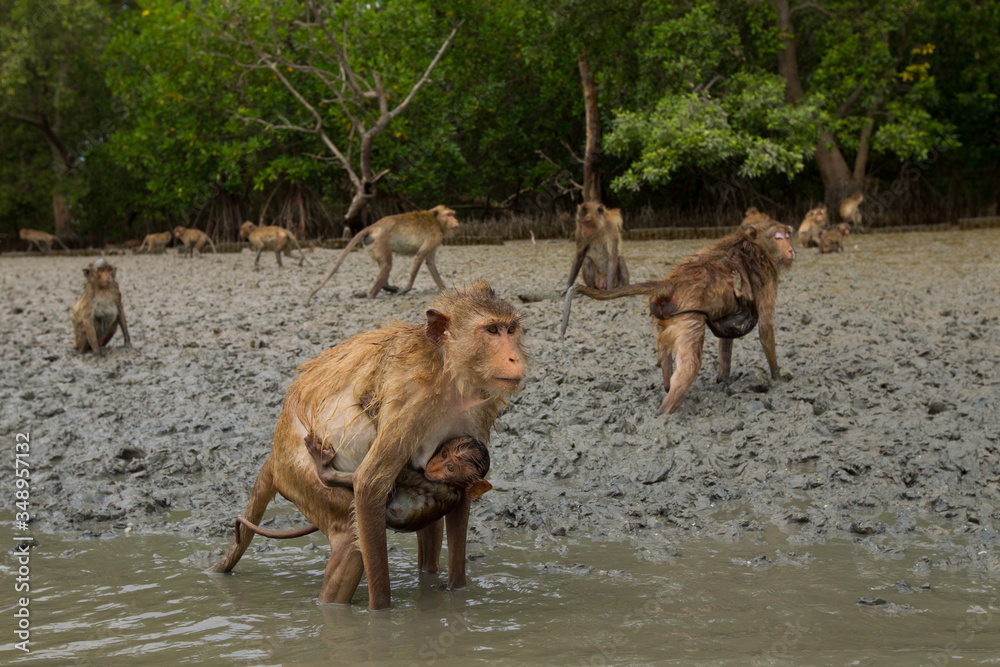 Fototapeta premium Monkeys are waiting for food from tourists in the water.