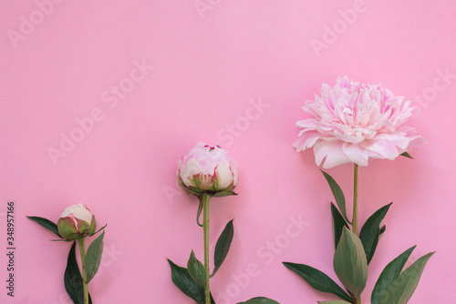 Fototapeta Naklejka Na Ścianę i Meble -  Three types of peony blossom buds on the pink background 