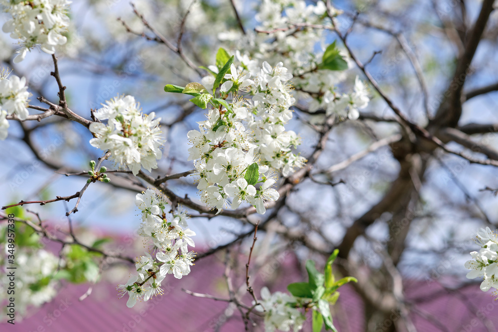 white blooming cherry and apple tree