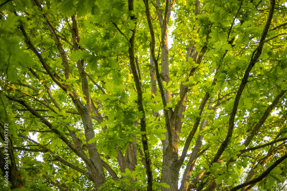 Looking up into colourful canopy of new tree leaves Looking up into colourful canopy of new tree leaves
