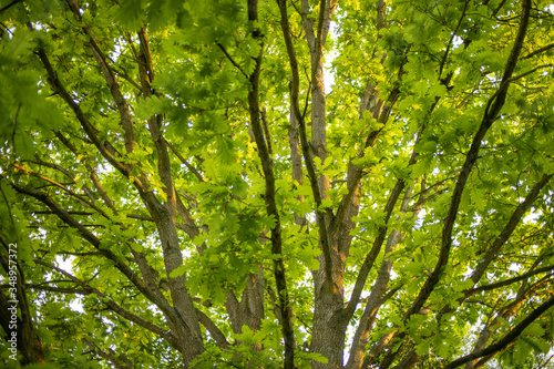 Looking up into colourful canopy of new tree leaves