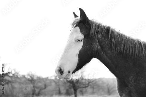 Bald face colt portrait in black and white profile view close up on farm  young horse.