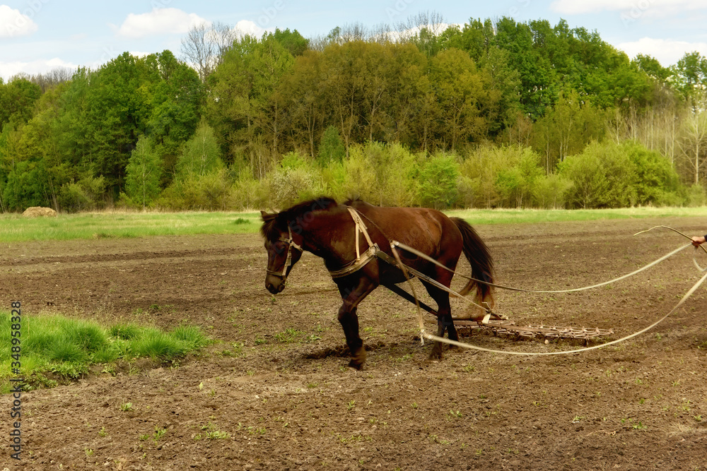A dark horse with a device for cultivating the land stands on a plowed field. Farm rural simple life. Ukraine. A dark horse with a device for cultivating the land stands on a plowed field. Farm rural simple life. Ukraine.
