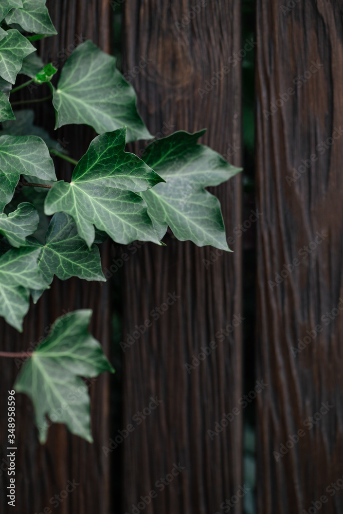 Beautiful green ivy leaves on the wooden wall. Beautiful green ivy leaves on the wooden wall.