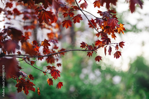 Beautiful branches of a Norway maple (Crimson King, Goldsworth Purple) in sunlight.