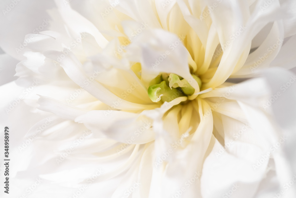 Fototapeta premium White peony closeup 