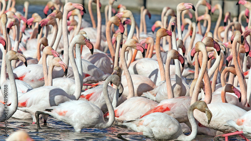 Groupe de flamants roses photo