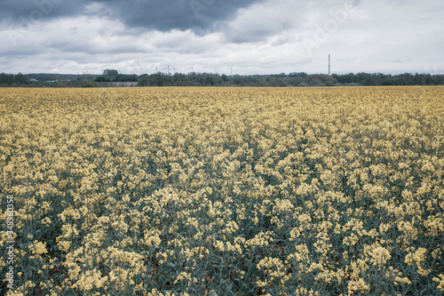  field of rape in bloom under a cloudy sky photo