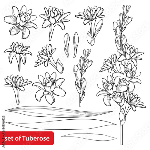 Obraz na płótnie Set of outline tropical Agave amica or Polianthes or Tuberose bunch, open flower, bud and leaves in black isolated on white background