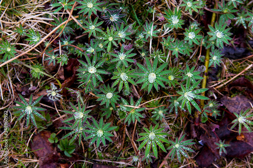 Field of little lupins in drops of water on a spring morning after rain