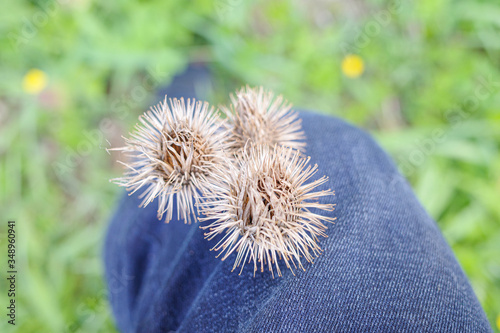 a close-up of a dry burdock plant sticking to blue trousers