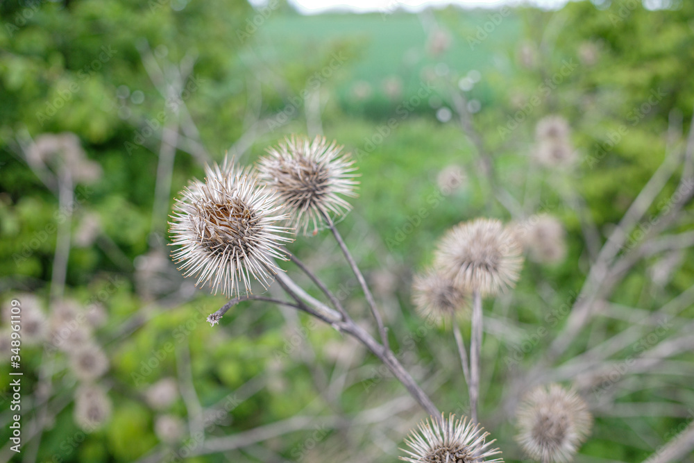 close-up of a dry burdock plant in a field close-up of a dry burdock plant in a field