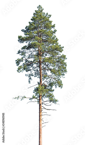 Obraz na płótnie Tall pine tree isolated on a white background.