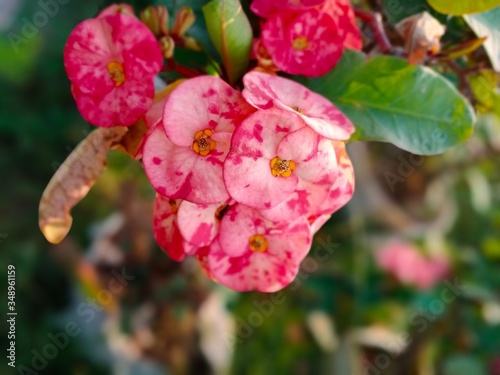flower, pink, spring, blossom, tree, nature, flowers, plant, garden, green, bloom, rose, flora, red, blooming, apple, summer, leaf, branch, petal, beauty, closeup, season, blossoms, natural