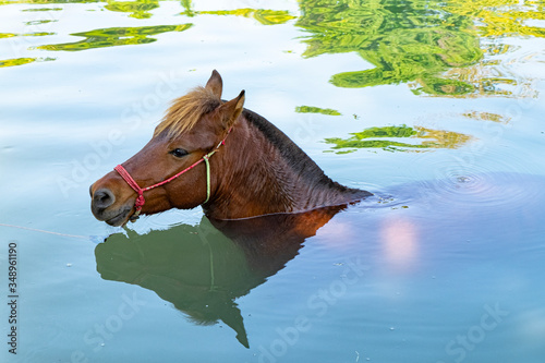One brown horse taking a bath in a river