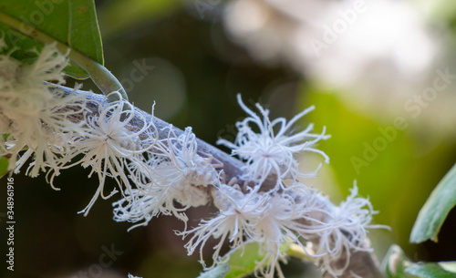 Flatid planthopper or Moth bugs on a branch of the tree. photo