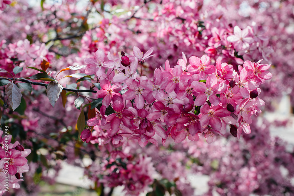 Beautiful, pink blooming Apple tree in the spring garden. Agricultural industry Beautiful, pink blooming Apple tree in the spring garden. Agricultural industry