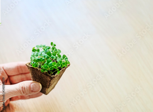 Close-up of a woman's hand holding soil with a plant in it. Sale.The small plants of basil. Copy space
