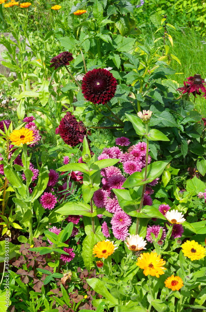 Flowerbed with garden flowers in the summer garden