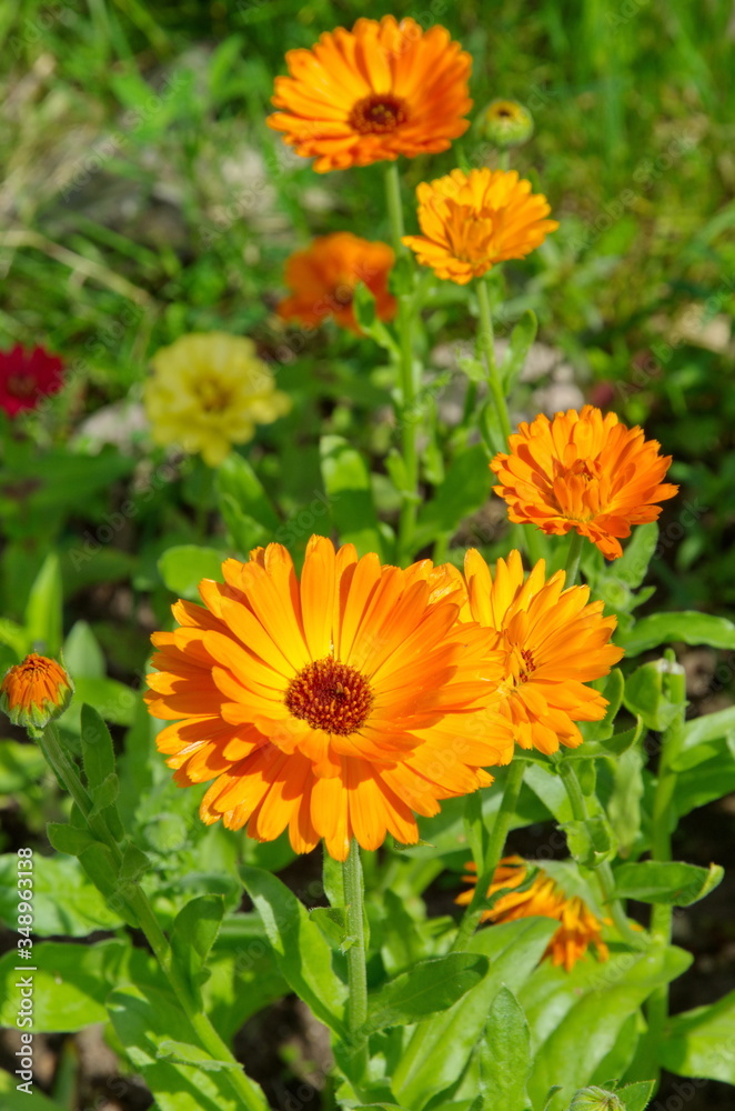 Blooming calendula (lat. Calendula officinalis) in the summer garden Blooming calendula (lat. Calendula officinalis) in the summer garden