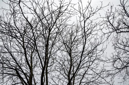 Tree branches without leaves with winter cloudy grey sky on background. Grunge background