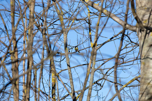 tree branches against the blue sky bird