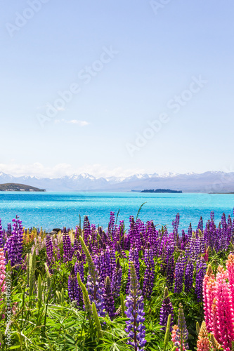 View of the snowy peaks of the Southern Alps to the shores of Lake Tekapo. New Zealand