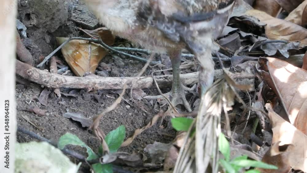 POV to rooster while finding food on the naturl area field. POV to rooster while finding food on the naturl area field.