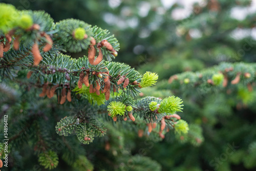 Branches of a pine with its green leaves with a great texture. Details of the leaves of a tree.
