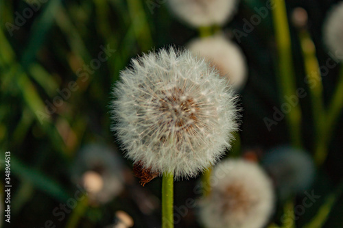 dandelion on green background