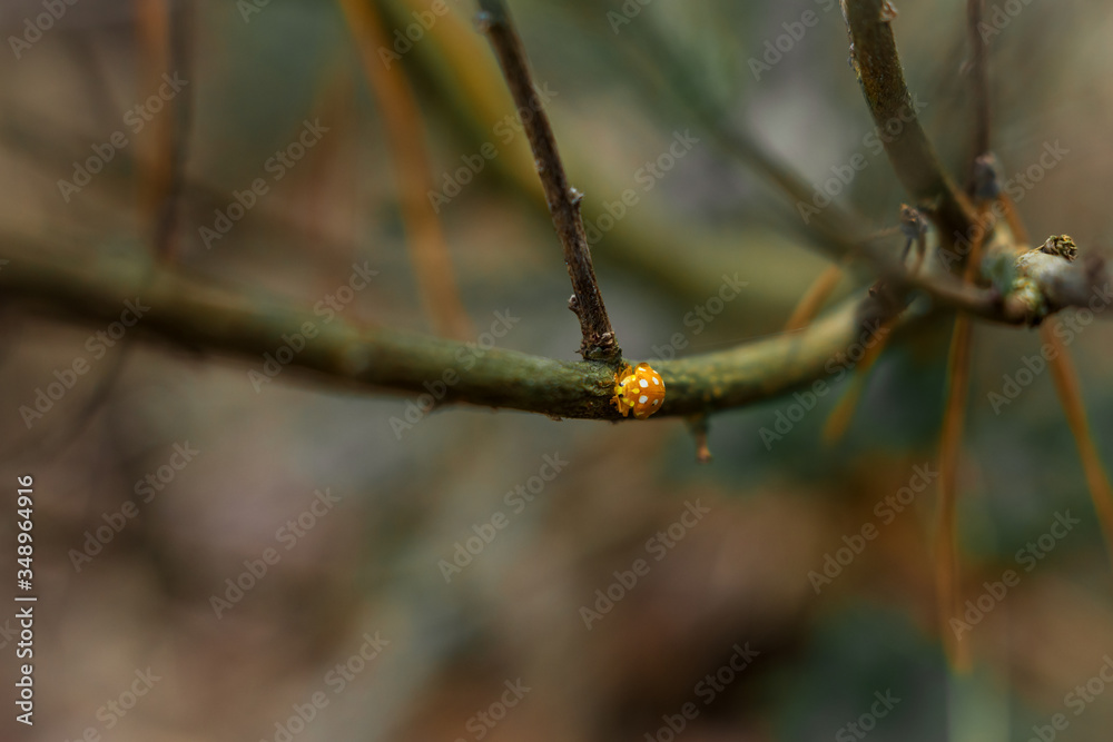 Orange ladybug creeps on stem of plant in spring, ladybird on yellow flower Orange ladybug creeps on stem of plant in spring, ladybird on yellow flower