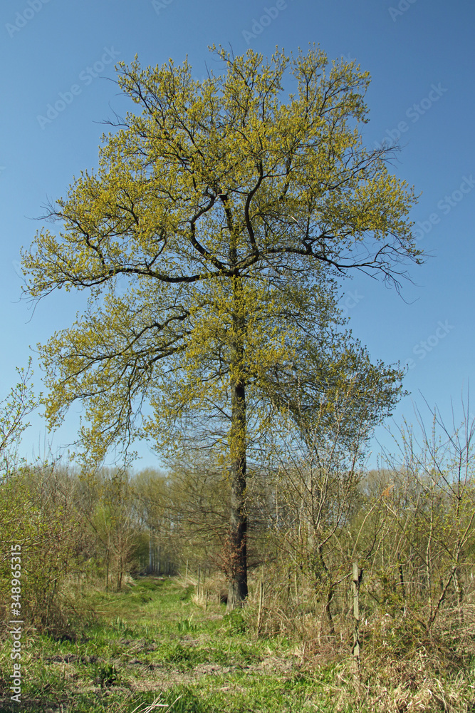 Fototapeta premium Laubbaum