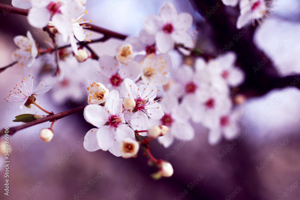 abstract pastel colors spring flowers blossom abstract pastel colors spring flowers blossom