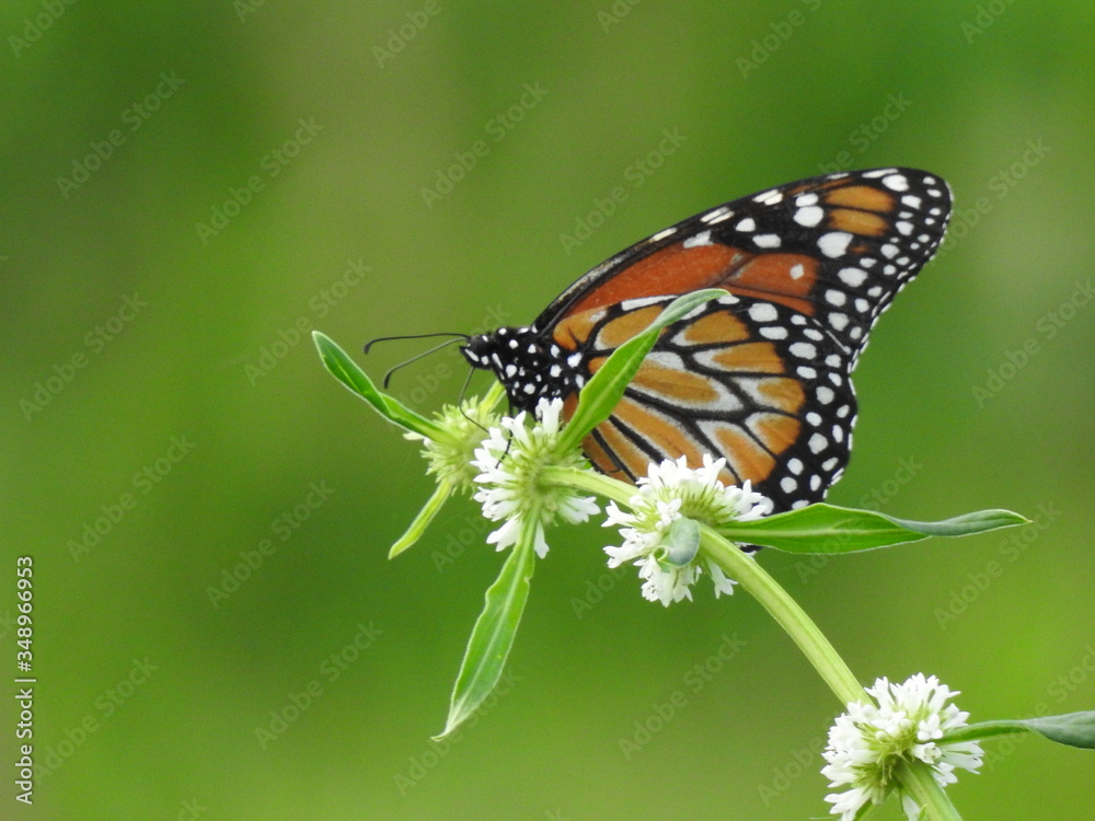 butterfly on flower butterfly on flower
