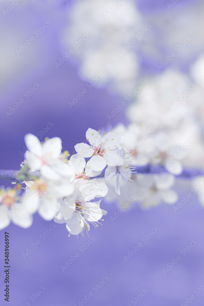 abstract pastel colors spring flowers blossom
